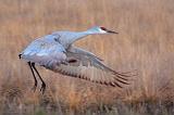 Crane Landing_73737